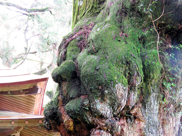 【熊本】村の神社に「人面杉」 おじいさん似?いや高安だ