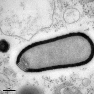 giant-pithovirus