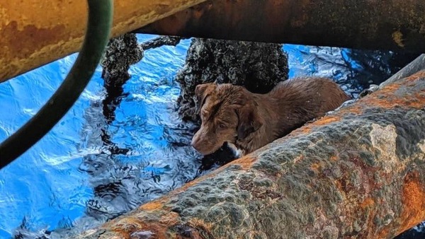 _106461553_dogpipe