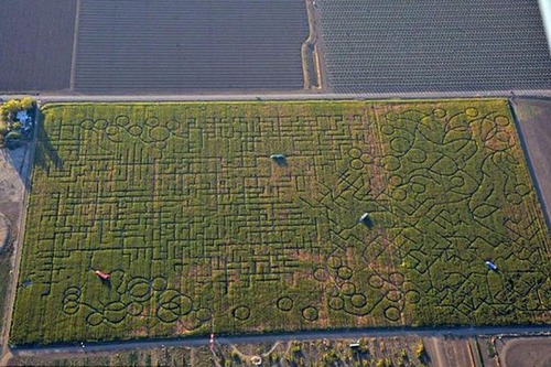 people-stuck-in-giant-maze-call-cops