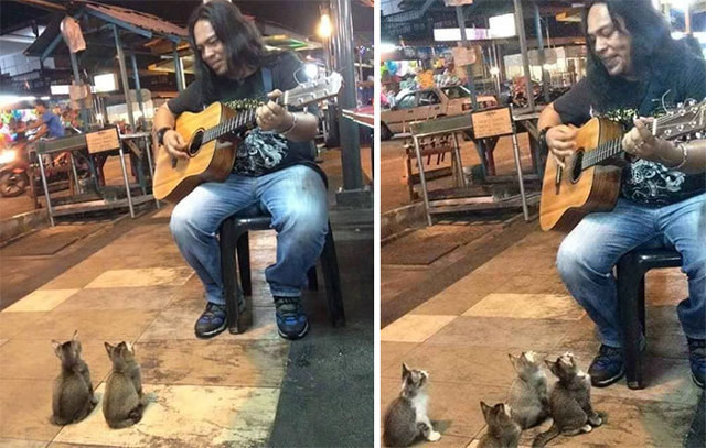 cats-and-street-performer