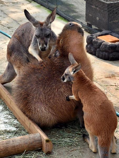 【激レア】　カンガルー2人がかりでカピバラをマッサージ