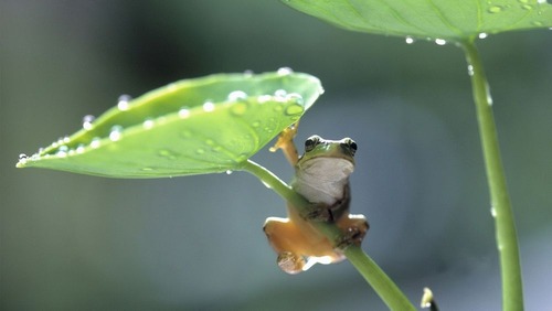 Green-leaf-frog_1920x1080