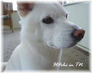 Hachi �����