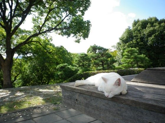大倉山 猫