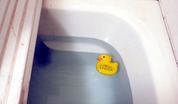 ひよこ