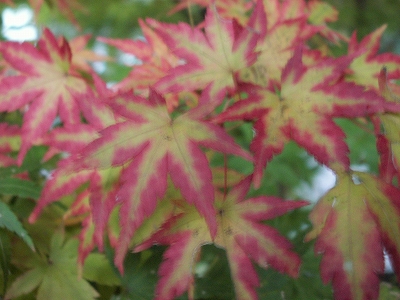 PICT0638