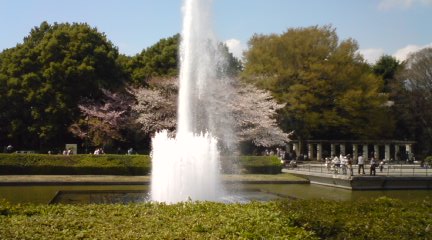 桜1