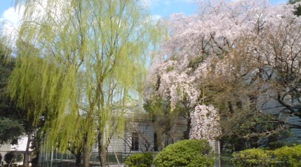 桜2