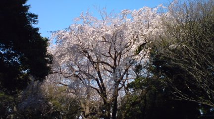 庭園2