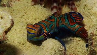 ニシキテグリ
