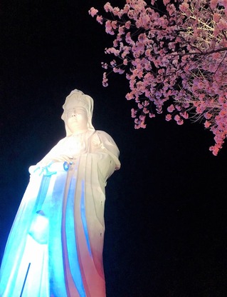 観音山夜桜