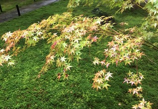 紅葉始まる