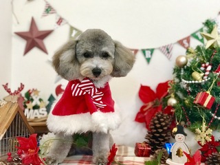 さくらXmas