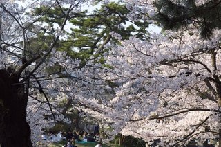 さくら