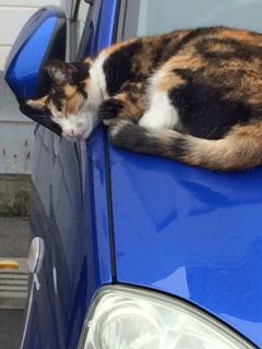 ねこ