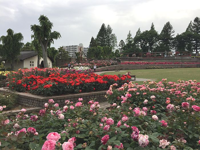 110荒牧バラ公園
