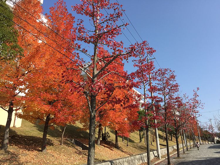 152紅葉