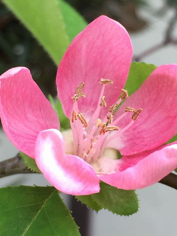 105花梨の花
