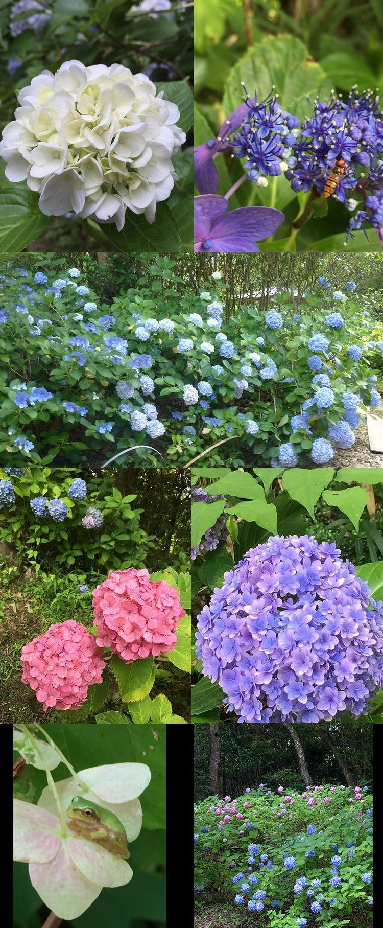 紫陽花1