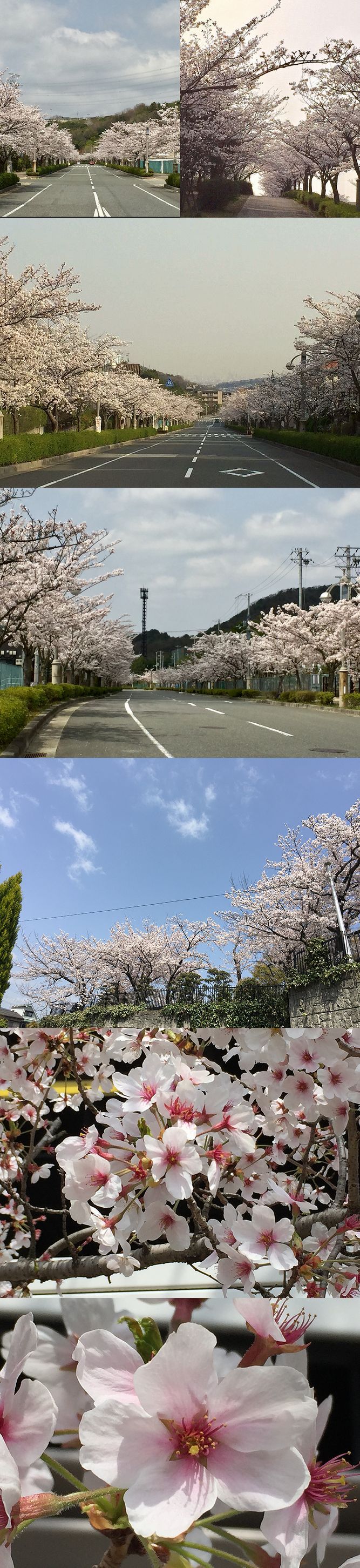 98さくら(東山台・伊丹他)