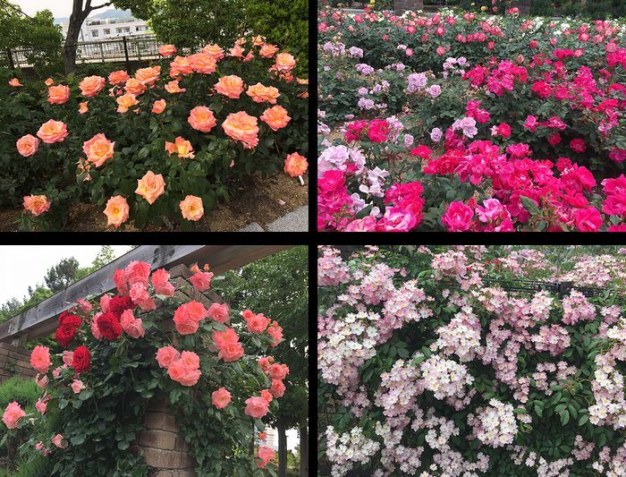 112荒牧バラ公園