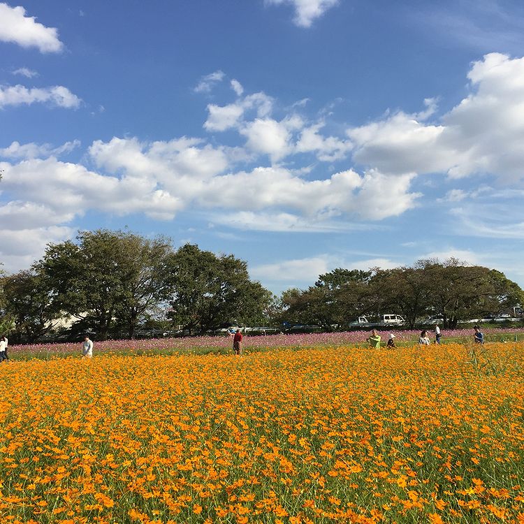 131コスモス畑