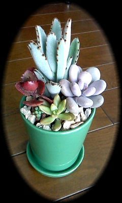 観葉植物