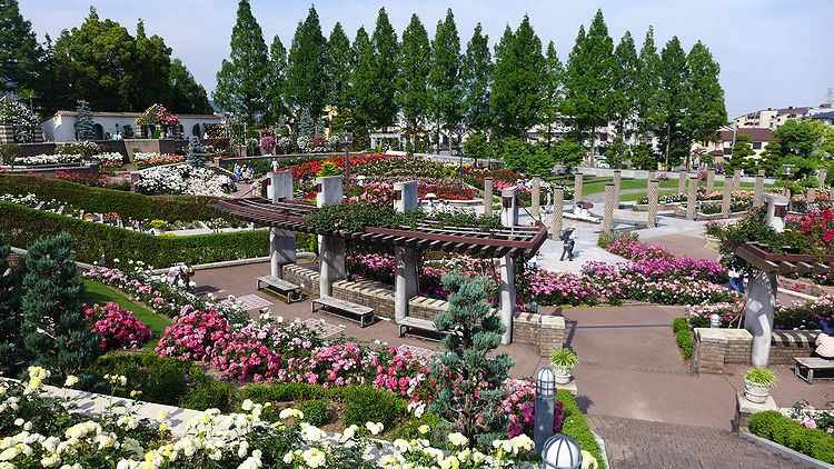 荒牧バラ公園01