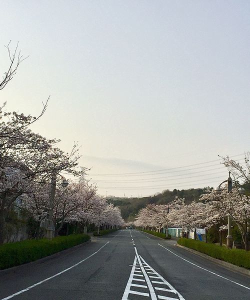 95東山台さくら2
