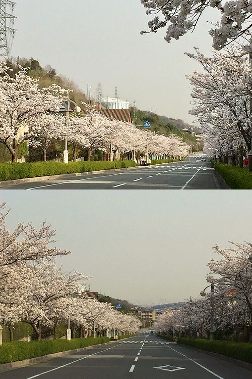 96東山台さくら3