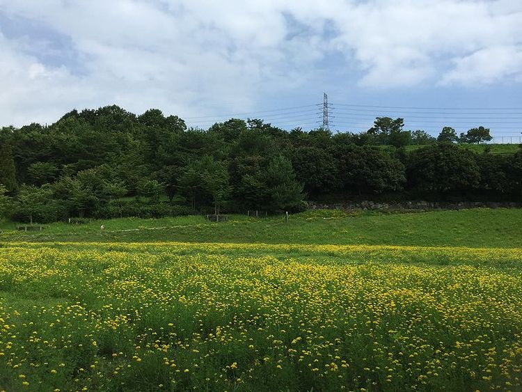 中央公園