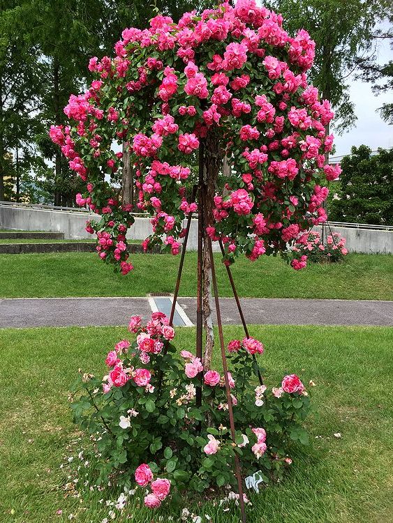 バラ公園03