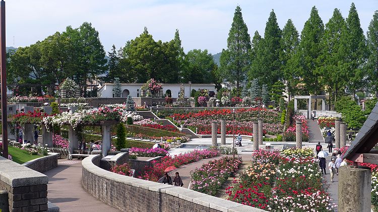 バラ公園07