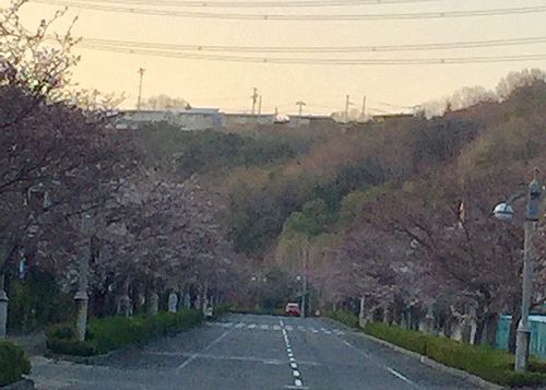 92東山台さくら