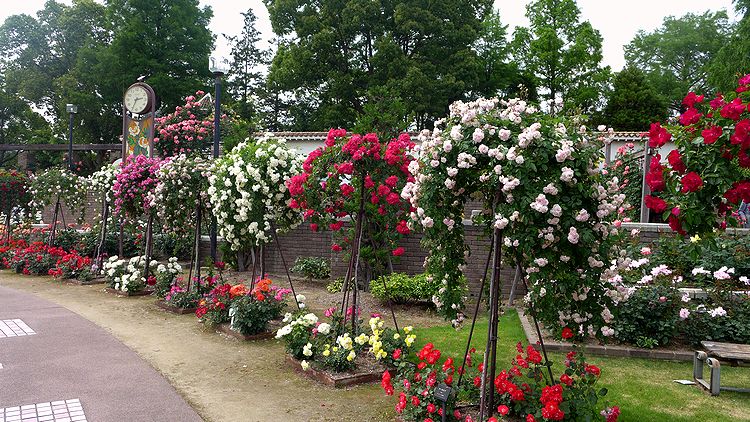 バラ公園05
