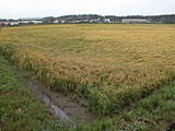 fa809269.jpg