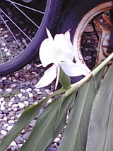 181a3102.jpg