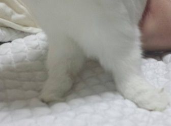 つめ2
