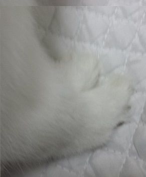 つめ1
