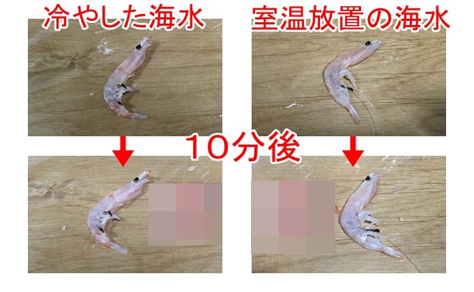 オキアミ比較