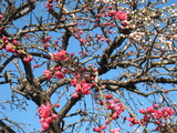 2011．春の草木 006