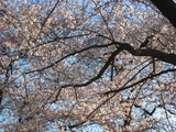 2011．春の草木 014