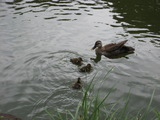 菊名池公園 001