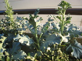 野菜(9月) 002