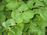 2011．春の草木 020