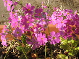 2011．春の草木 016