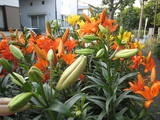 nanako 003