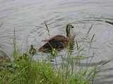 菊名池公園 002