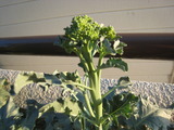 野菜(9月) 001